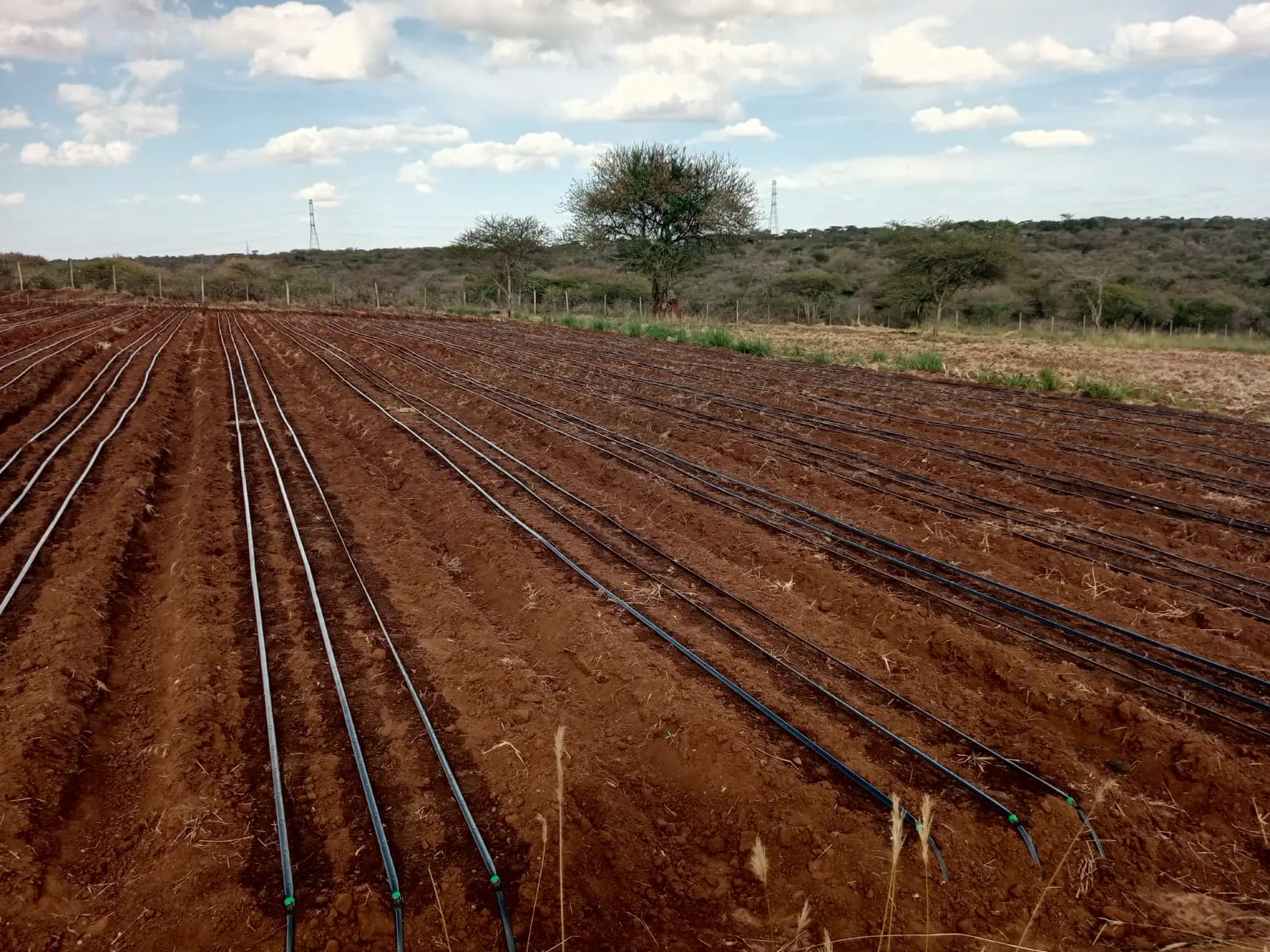 Drip irrigation field